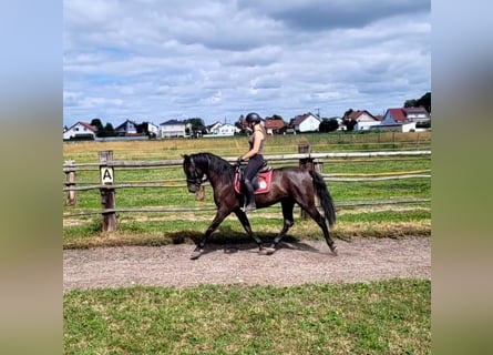 PRE Mix, Wallach, 5 Jahre, 157 cm, Dunkelbrauner