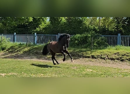 PRE Mix, Wallach, 5 Jahre, 158 cm, Rappe