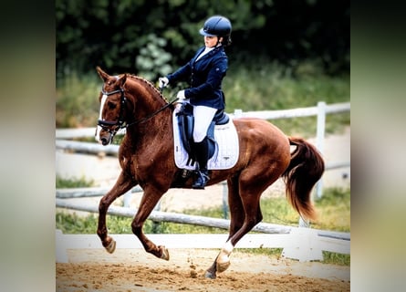 PRE Mix, Wallach, 5 Jahre, 159 cm, Fuchs