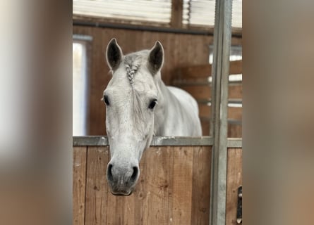 PRE Mix, Wallach, 5 Jahre, 160 cm, Apfelschimmel