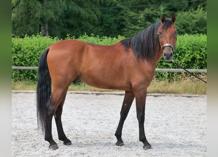 PRE Mix, Wallach, 5 Jahre, 160 cm, Brauner