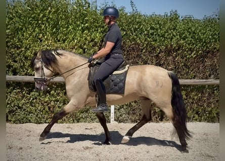PRE Mix, Wallach, 5 Jahre, 160 cm, Falbe