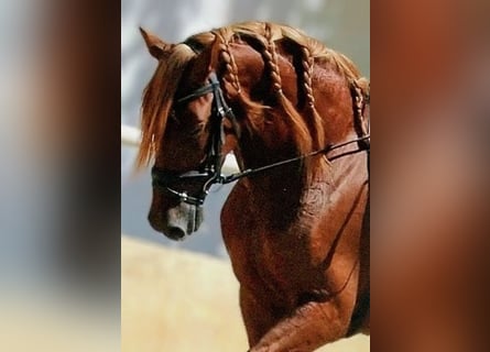 PRE Mix, Wallach, 5 Jahre, 160 cm, Fuchs