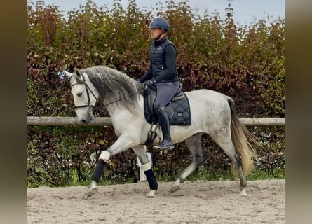 PRE Mix, Wallach, 5 Jahre, 160 cm, Schimmel