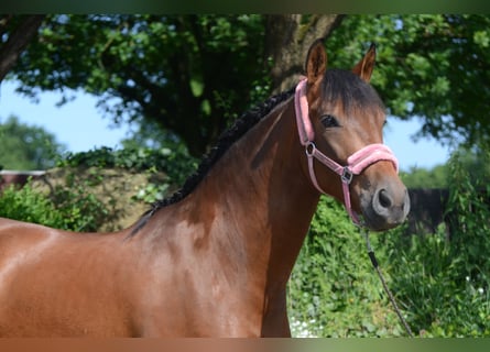 PRE Mix, Wallach, 5 Jahre, 161 cm, Brauner