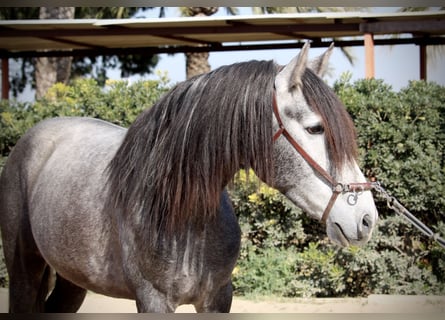 PRE, Wallach, 5 Jahre, 161 cm, Schimmel