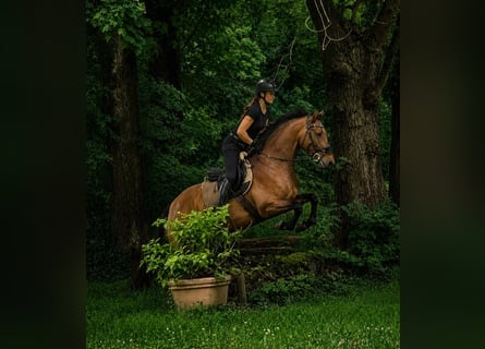 PRE, Wallach, 5 Jahre, 162 cm, Brauner