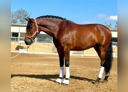PRE Mix, Wallach, 5 Jahre, 163 cm, Brauner