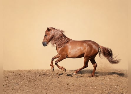 PRE, Wallach, 5 Jahre, 163 cm, Dunkelfuchs