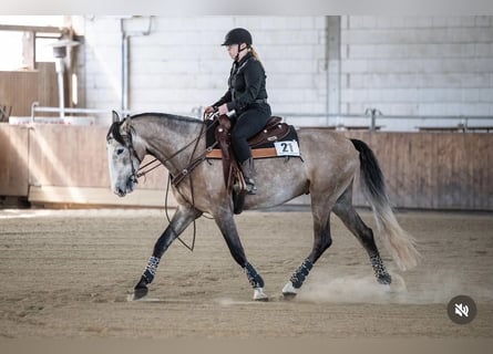 PRE, Wallach, 5 Jahre, 163 cm, Rotschimmel