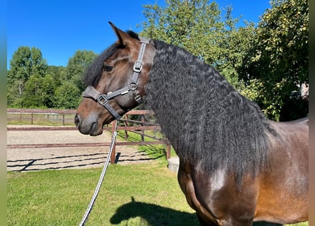 PRE Mix, Wallach, 5 Jahre, 164 cm, Brauner