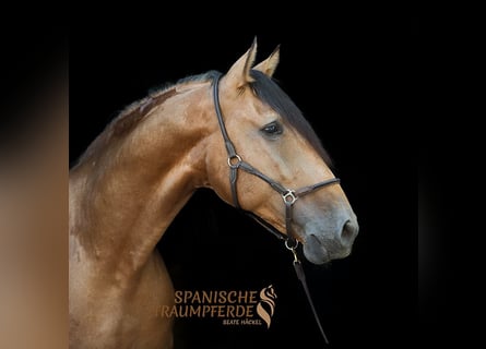 PRE Mix, Wallach, 5 Jahre, 164 cm, Buckskin