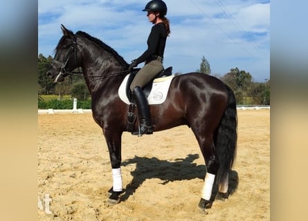 PRE Mix, Wallach, 5 Jahre, 164 cm, Rappe