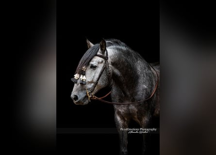 PRE Mix, Wallach, 5 Jahre, 164 cm, Schimmel