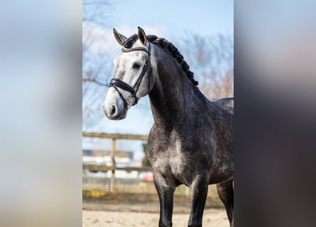 PRE, Wallach, 5 Jahre, 164 cm, Schimmel