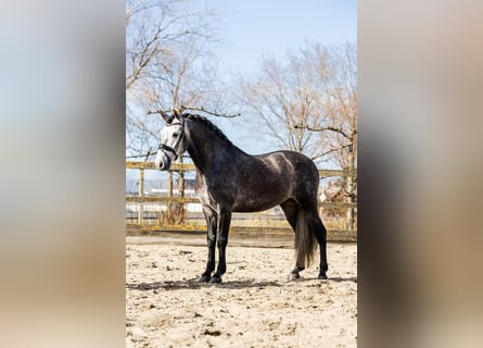 PRE Mix, Wallach, 5 Jahre, 164 cm, Schimmel