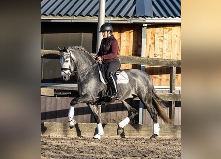 PRE Mix, Wallach, 5 Jahre, 164 cm, Schimmel