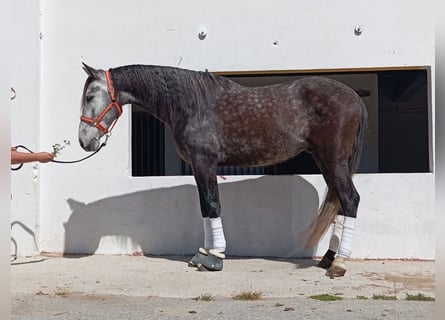 PRE Mix, Wallach, 5 Jahre, 164 cm, Schimmel