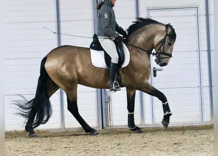 PRE Mix, Wallach, 5 Jahre, 165 cm, Buckskin