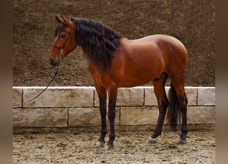 PRE, Wallach, 5 Jahre, 165 cm, Dunkelbrauner