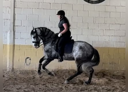 PRE Mix, Wallach, 5 Jahre, 165 cm, Schimmel