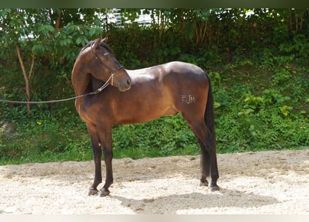 PRE Mix, Wallach, 5 Jahre, 165 cm, Schwarzbrauner