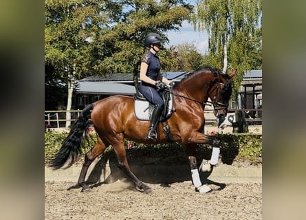 PRE, Wallach, 5 Jahre, 166 cm, Brauner