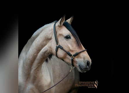 PRE Mix, Wallach, 5 Jahre, 166 cm, Falbe