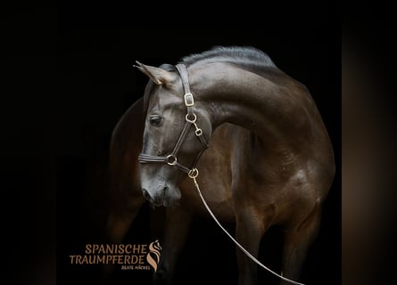 PRE, Wallach, 5 Jahre, 167 cm, Rappe