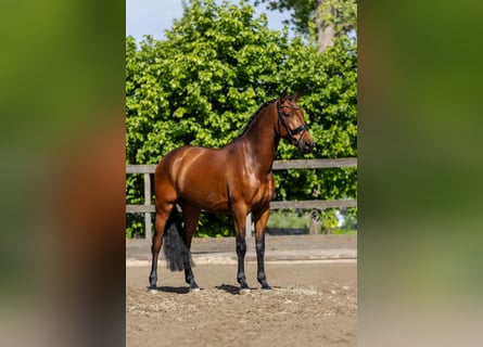 PRE, Wallach, 5 Jahre, 168 cm, Brauner