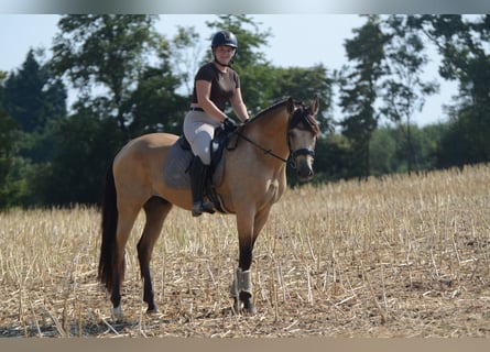 PRE, Wallach, 5 Jahre, 168 cm, Buckskin