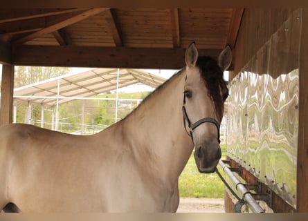 PRE, Wallach, 5 Jahre, 169 cm, Buckskin