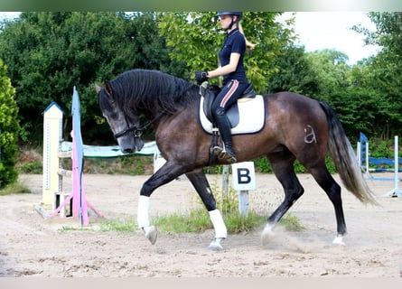 PRE Mix, Wallach, 5 Jahre, 170 cm, Schimmel