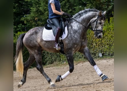 PRE, Wallach, 5 Jahre, 172 cm, Schimmel