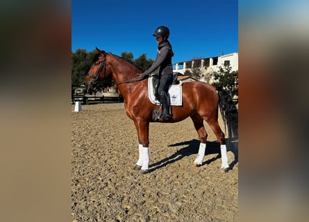 PRE Mix, Wallach, 5 Jahre, 173 cm, Rotbrauner