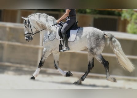 PRE Mix, Wallach, 5 Jahre, 174 cm, Apfelschimmel