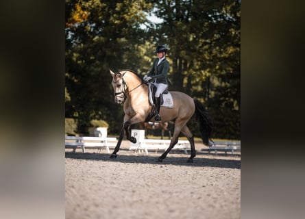 PRE Mix, Wallach, 5 Jahre, 175 cm