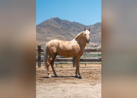 PRE, Wallach, 5 Jahre, Palomino