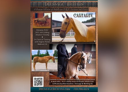 PRE, Wallach, 5 Jahre, Palomino