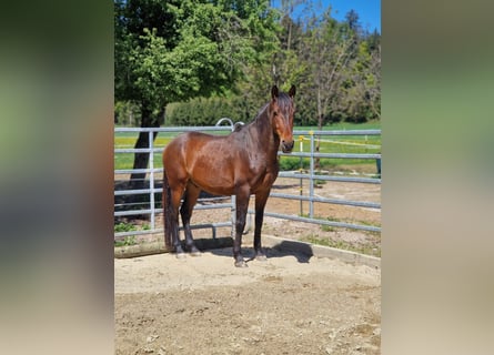 PRE Mix, Wallach, 6 Jahre, 150 cm, Dunkelbrauner