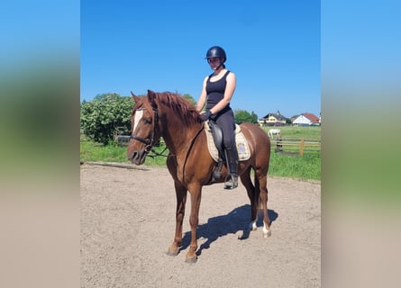 PRE Mix, Wallach, 6 Jahre, 153 cm, Fuchs