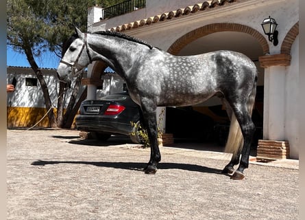 PRE Mix, Wallach, 6 Jahre, 160 cm, Apfelschimmel