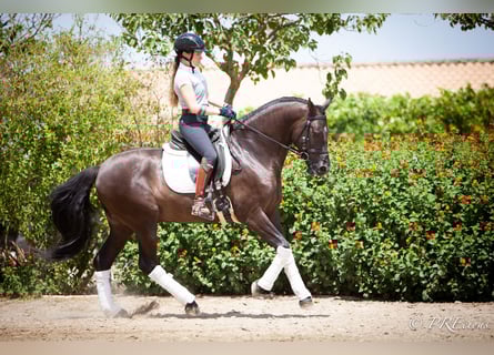 PRE Mix, Wallach, 6 Jahre, 161 cm, Rappe