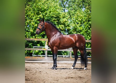 PRE, Wallach, 6 Jahre, 162 cm, Brauner