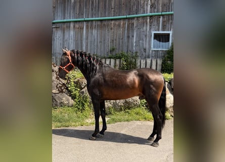 PRE, Wallach, 6 Jahre, 162 cm, Dunkelbrauner