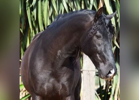 PRE Mix, Wallach, 6 Jahre, 162 cm, Rappe