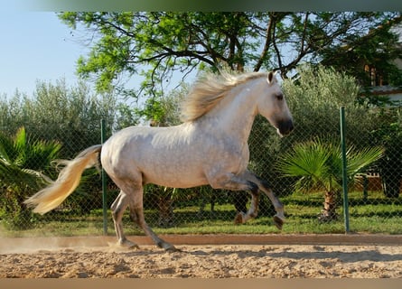 PRE, Wallach, 6 Jahre, 162 cm, Schimmel