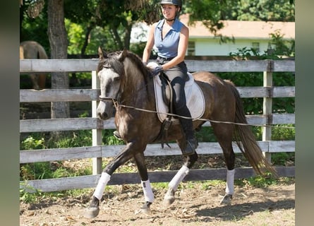 PRE Mix, Wallach, 6 Jahre, 164 cm, Apfelschimmel