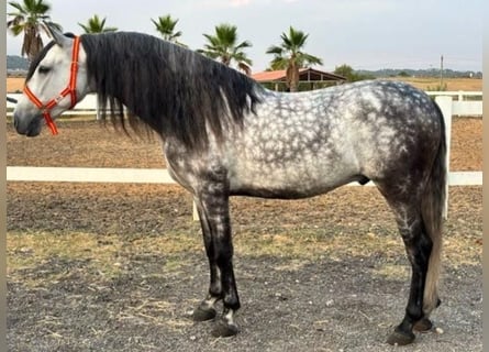 PRE, Wallach, 6 Jahre, 164 cm, Apfelschimmel