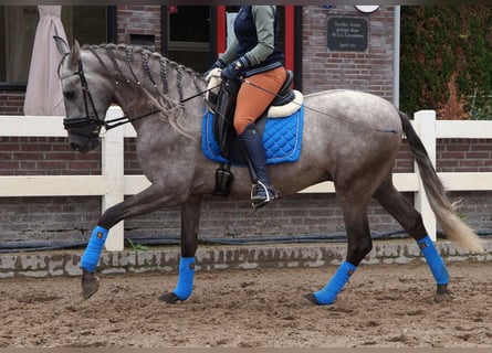 PRE Mix, Wallach, 6 Jahre, 164 cm, Apfelschimmel